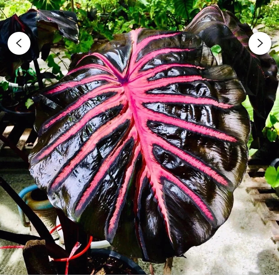 Black Lava Elephant Ear Starter Plant – Small Rooted Colocasia esculenta ‘Black Lava’ Tropical Foliage Plant