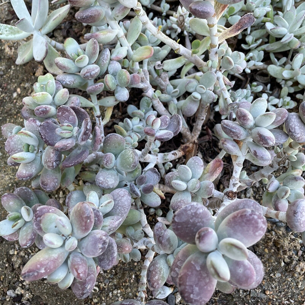 Succulent Cuttings, 4 Inch Lady Fingers, Purple Leaf, Cotyledon orbiculata, Unrooted Propagation Plant