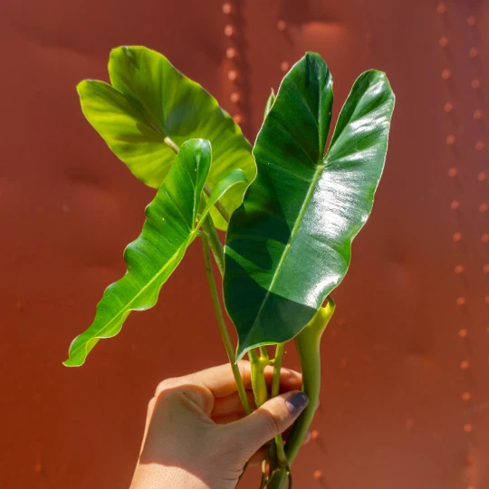 Philodendron Burle Marx Cutting with Air Roots, Indoor Outdoor Plant, Live Propagation, Green Foliage, Philodendron burle-marxii