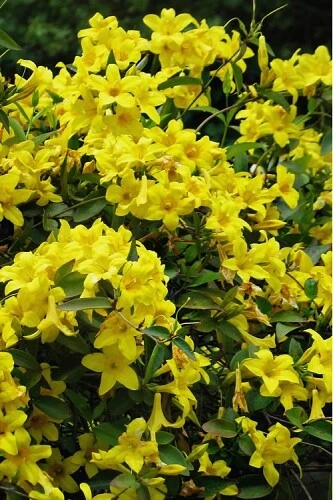 Yellow Crossvine Live Rooted Starter Plant - Bignonia capreolata 'Yellow' Climbing Vine for Fences & Trellises