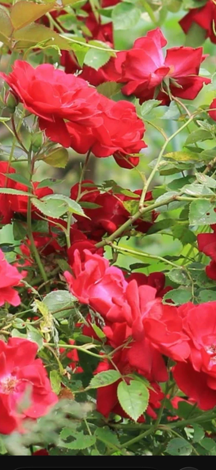 Red Double Knock Out Rose Cuttings – 3 Live 6-8 Inch Propagation Rose Bushes Rosa ‘Radtko’