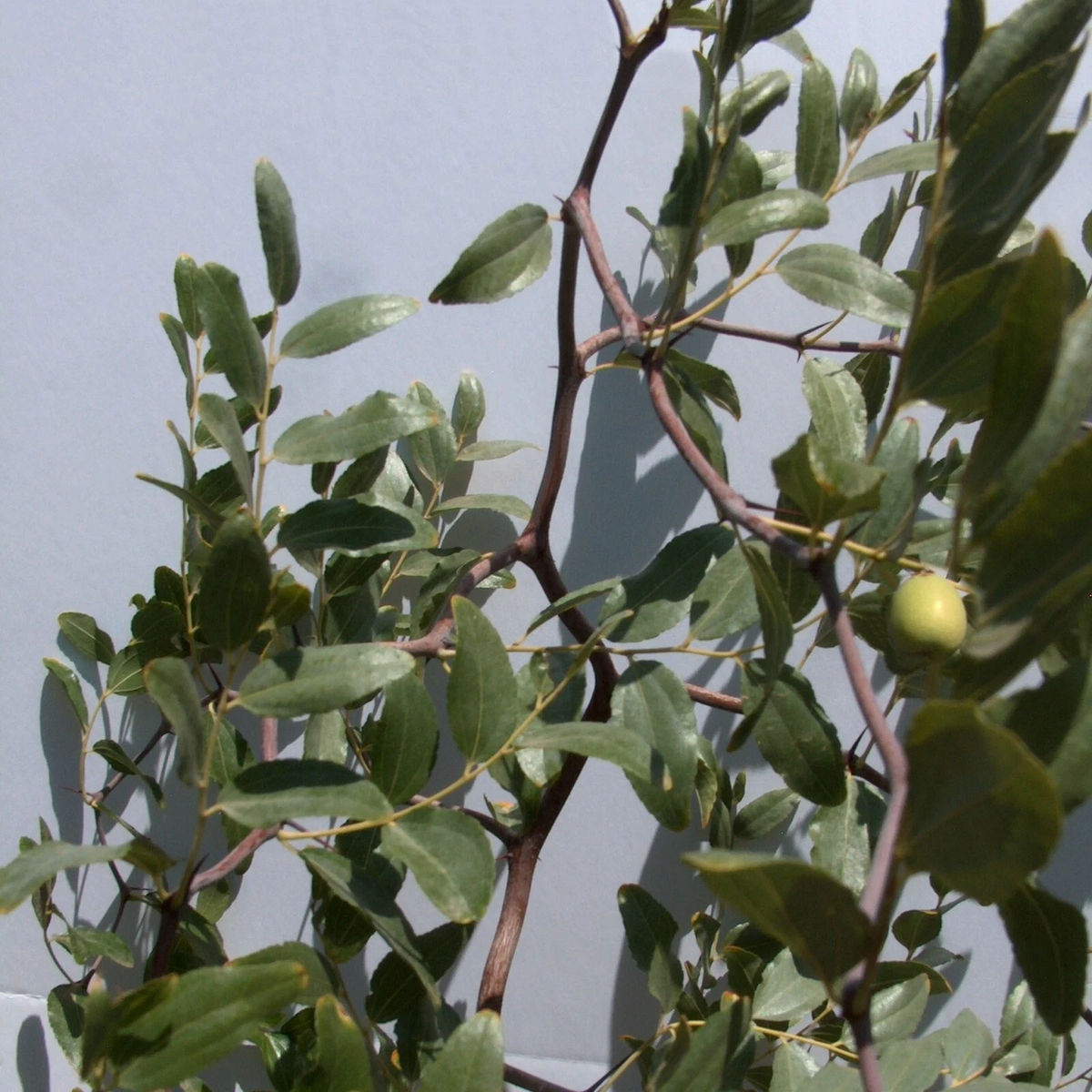 Contorted Jujube Scionwood Cuttings – 6 Inch Unrooted Propagation Material for Grafting Ziziphus jujuba 'So'