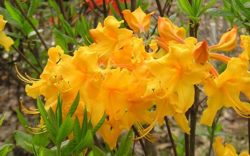 Appalachian Gold Aromi Azalea Starter Plant - Deciduous Rhododendron Shrub with Yellow Blooms, Live Potted Rhododendron hybrid