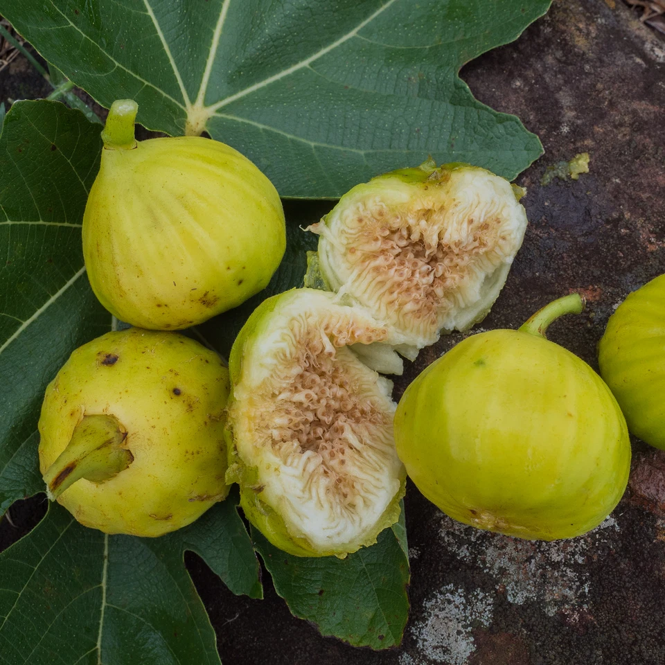 White Marseille Fig Tree Cuttings – Unrooted Ficus carica ‘White Marseille’ Scions with Willow Water Rooting Soak