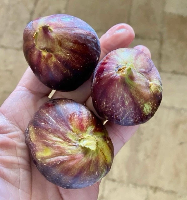 Black Mission Fig Cuttings Set of 15 | Hardwood Propagation Material | Ficus carica ‘Black Mission’ | Dormant Hardwood Pieces