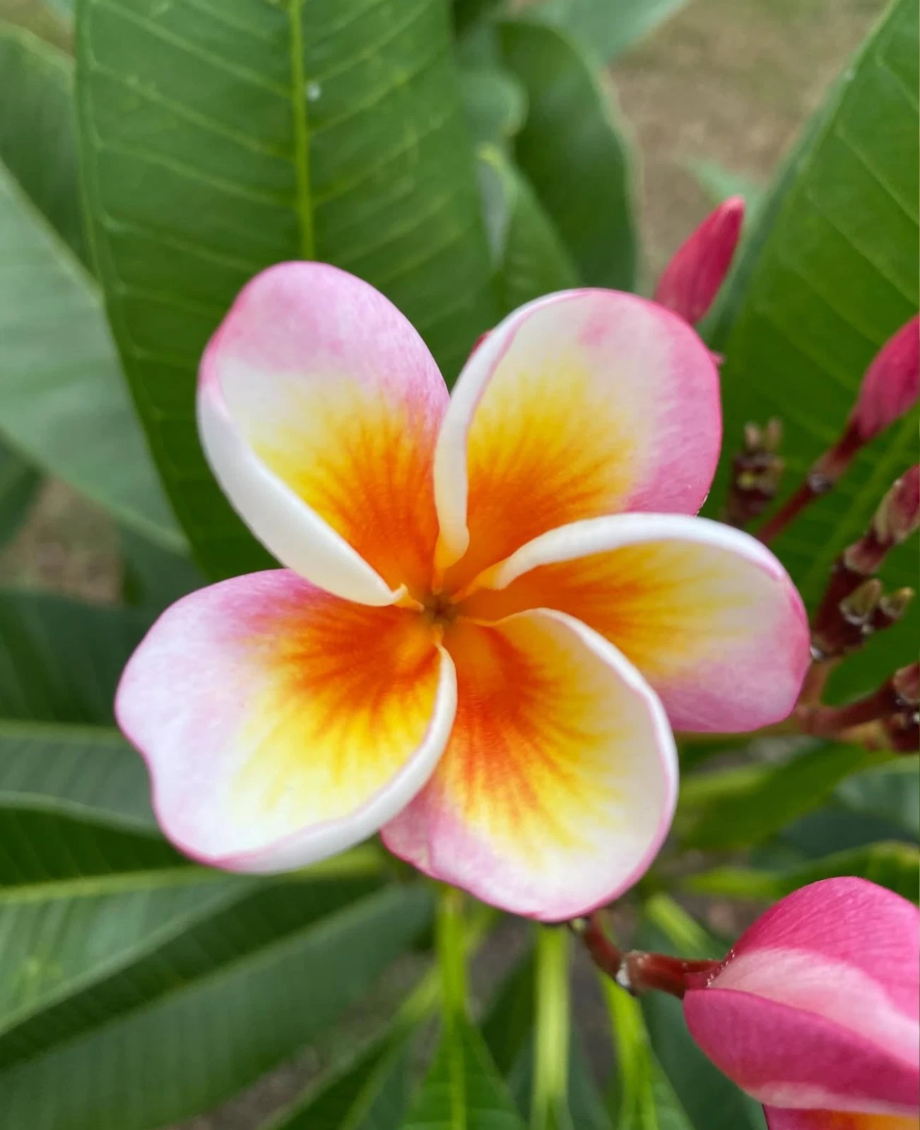 Fireblast Plumeria Cutting Live – 3 Tip Frangipani Propagation Tropical Flower Tree, Ornamental Frangipani, Plumeria spp.