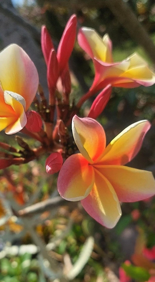 Hawaiian Rainbow Plumeria Cutting – 12 Inch Unrooted Frangipani for Tropical Garden & Container Planting