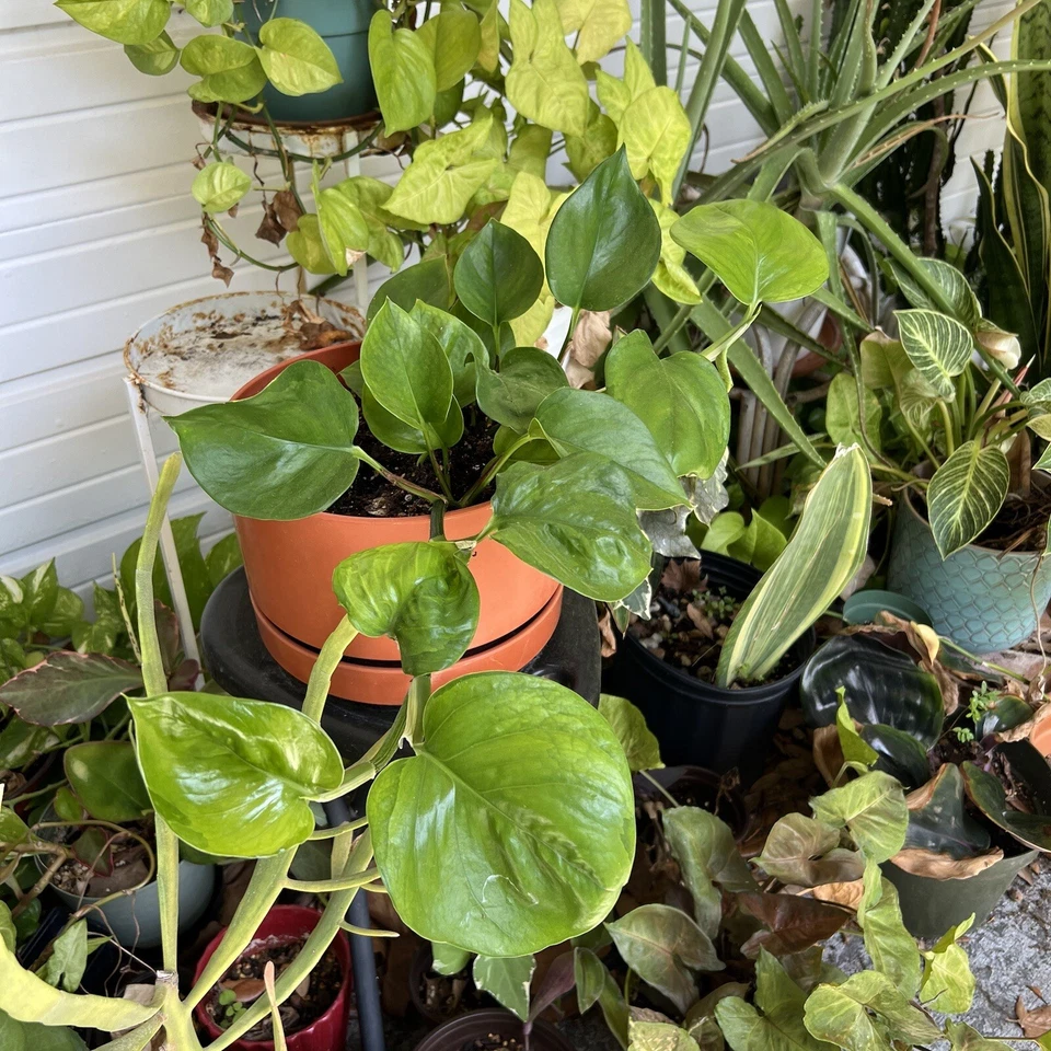 Golden and Global Green Pothos Cuttings - 8 Inch Unrooted Indoor Vine Houseplants, Epipremnum aureum Cultivars