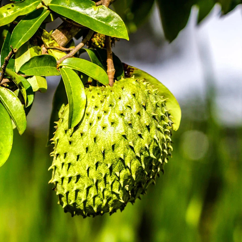 Live Soursop Tree in Pot, Guanabana Tropical Fruit Plant, Annona muricata Starter Plant for Containers and Gardens