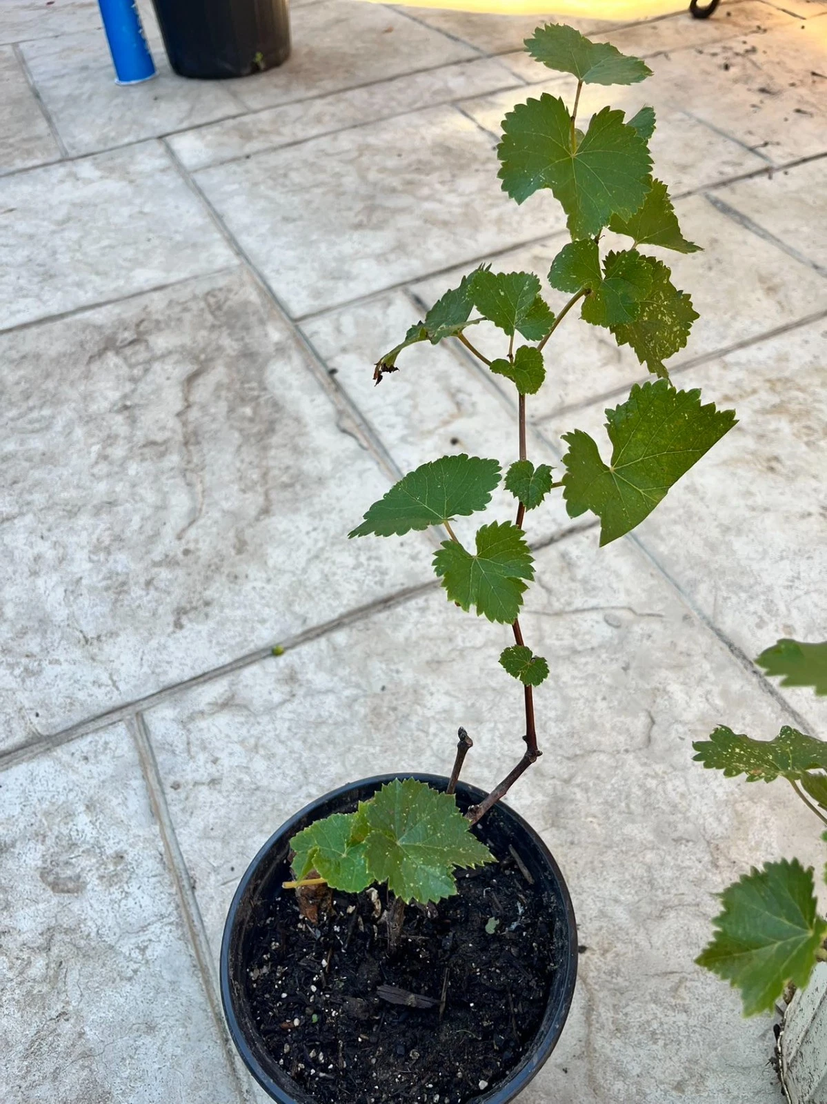 Kyoho Grape Live Plants – 2 Two-Year-Old Vitis vinifera Vines for Garden & Vineyard, Well-Established Roots, Free Shipping