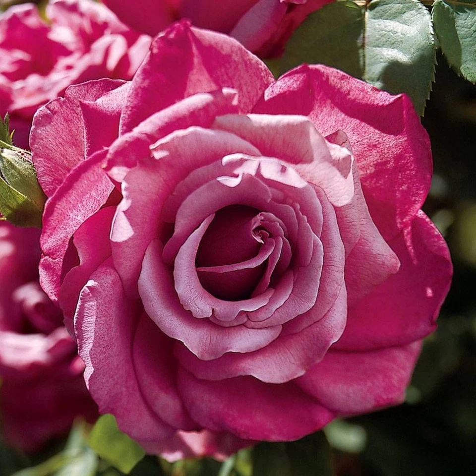 Heirloom Hybrid Tea Rose Cuttings – Mauve Flowers, Unrooted 5–8 Inch Stems for Propagation, Garden or Container Rose Plants