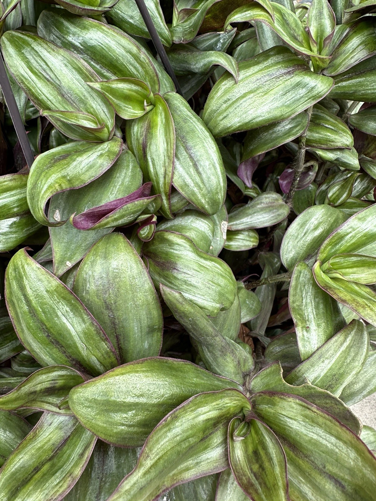 Tradescantia Zebrina ‘Red Gem’ Cuttings – 5 Unrooted Purple Red Trailing Houseplant Propagation Material