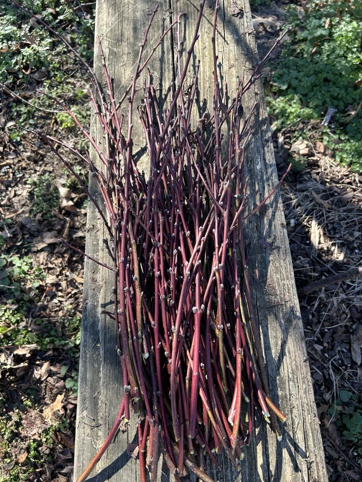 Nectarine Fruit Tree Softwood Cuttings for Propagation – Set of 5 Prunus persica var. nucipersica Stone Fruit Cuttings