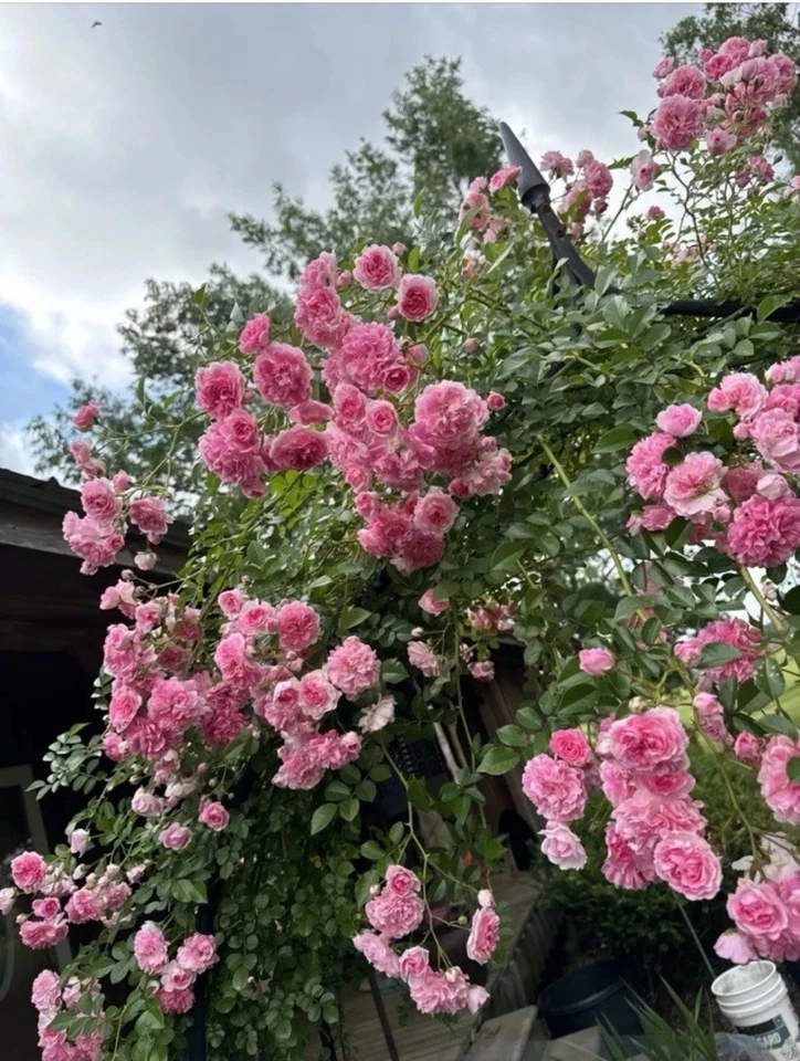 Pink Pine Rose Bush Rooted Cuttings – Live Heirloom Climbing Rose Plant for Garden Fences & Trellises