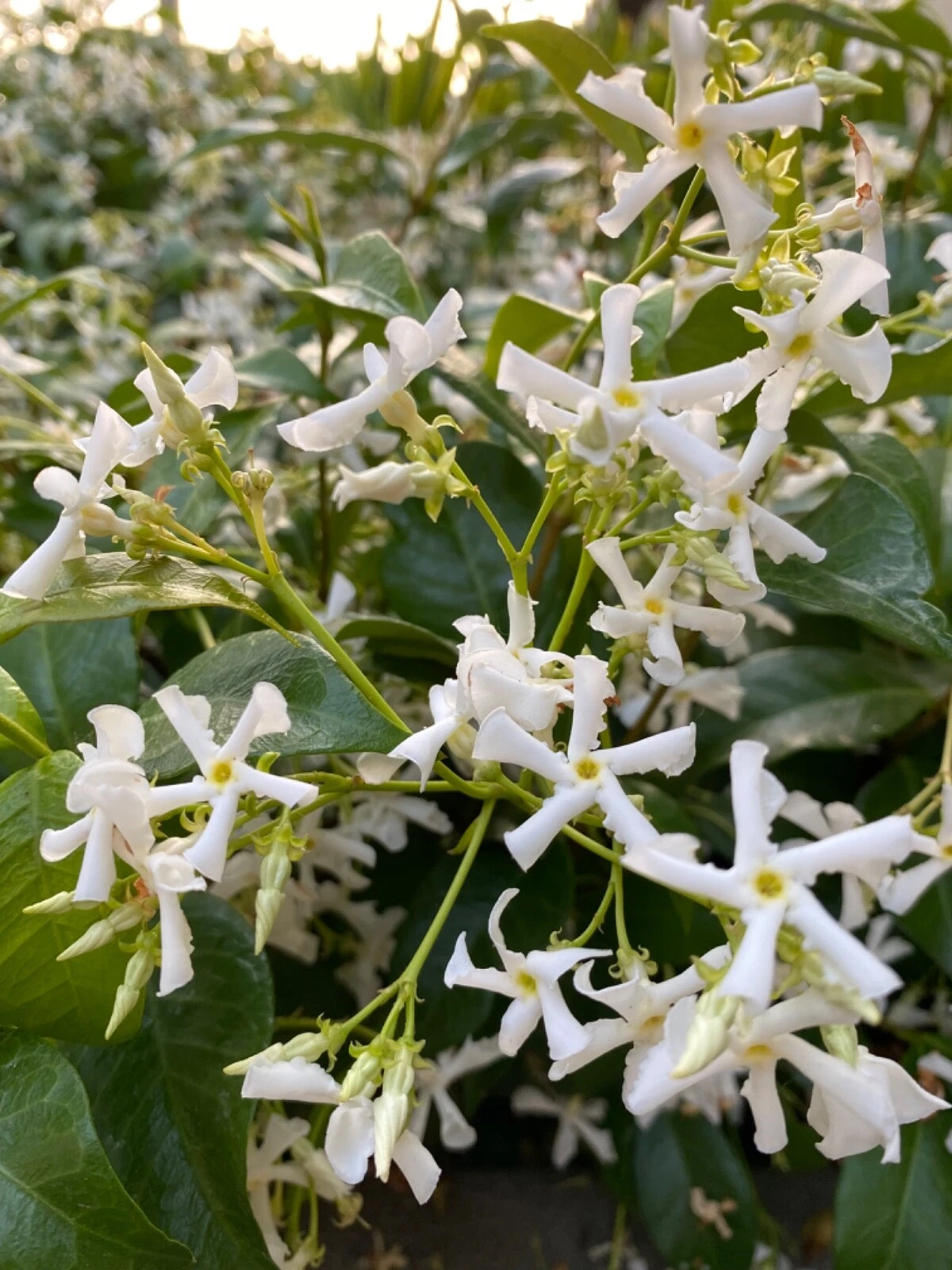 Star Jasmine Cuttings - Unrooted Trachelospermum jasminoides Propagation Vines, White Fragrant Flowers