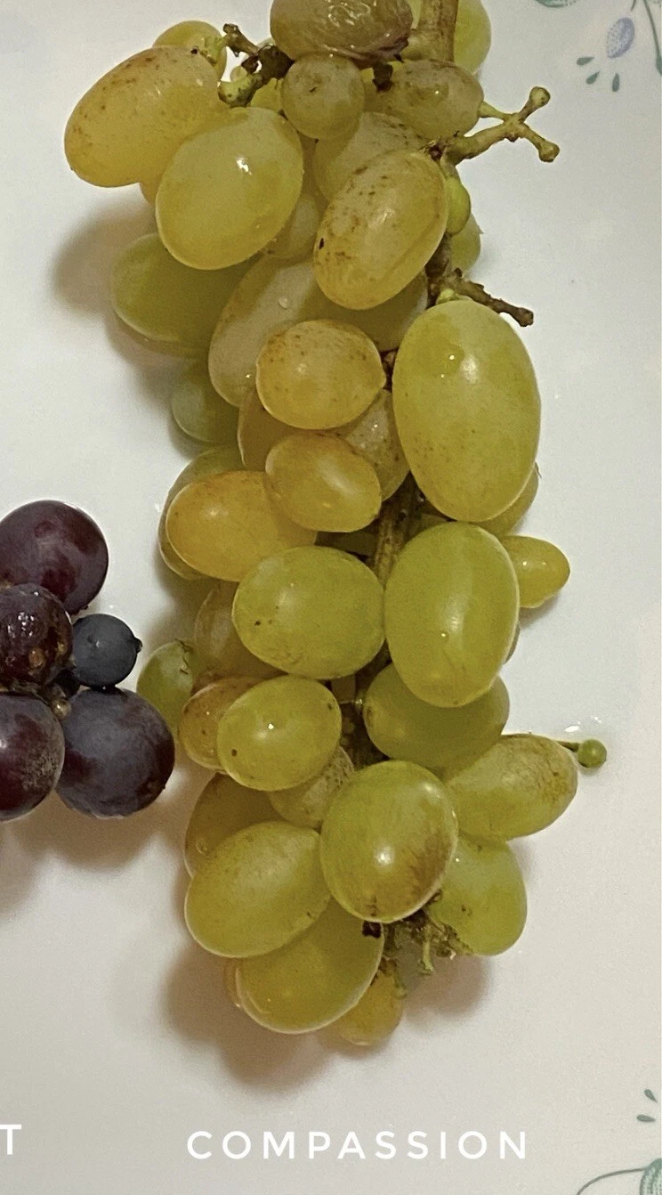 Unrooted Compassion Grape Cuttings – 4 Pieces, 2–3 Nodes, Vitis vinifera Cultivar for Grafting & Propagation