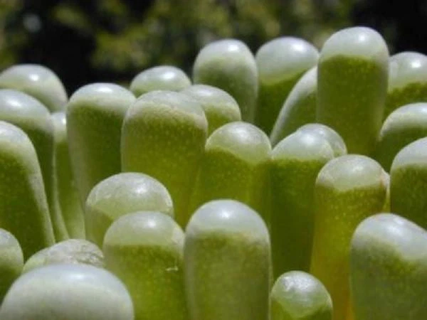 Fenestraria rhopalophylla Seeds – 20 Baby Toes Succulent Seeds for Growing, Rare Living Stone Desert Plant, Mesemb Succulent Seeds