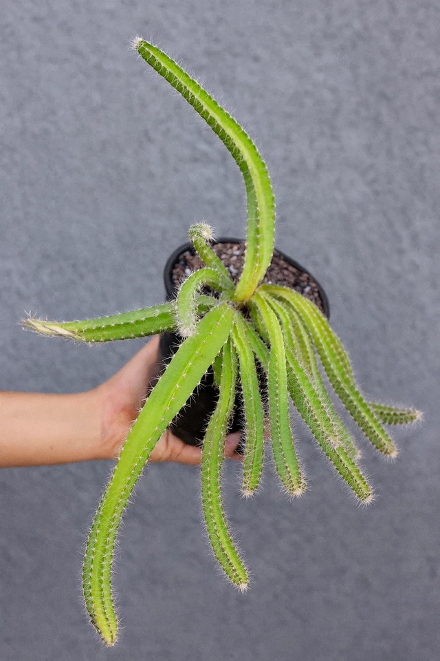 Dog Tail Cactus Plant in 4" Pot, Trailing Succulent with Cascading Stems, Selenicereus testudo, Easy Care Indoor or Outdoor
