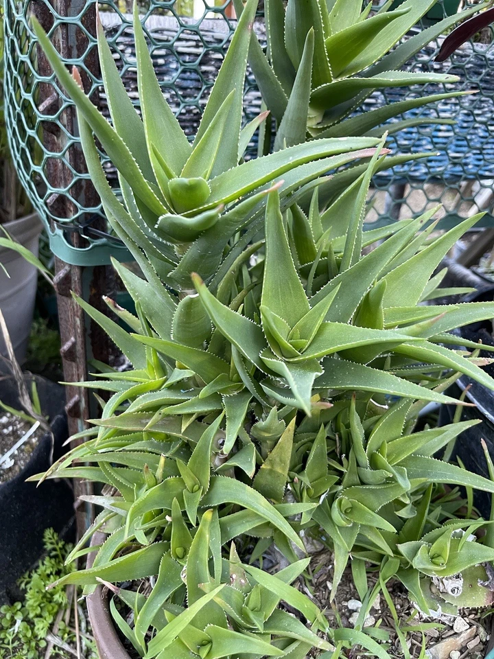 Climbing Aloe Cuttings 3 Pack Unrooted Aloe ciliaris Trailing Succulent Vine for Indoor Outdoor Growing