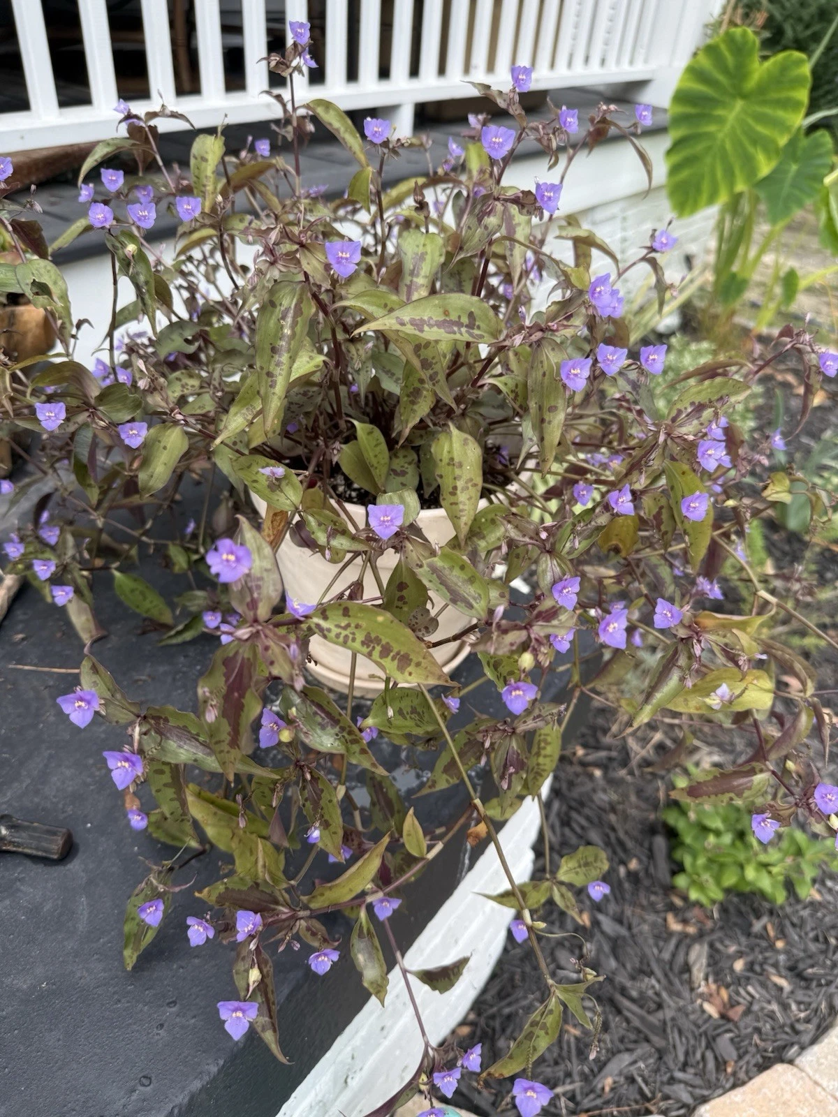 Spotted Tinantia Plant Cuttings – 5 Fresh Trailing Houseplant Vines with Purple Dotted Foliage, Easy Rooting Indoor or Outdoor Garden