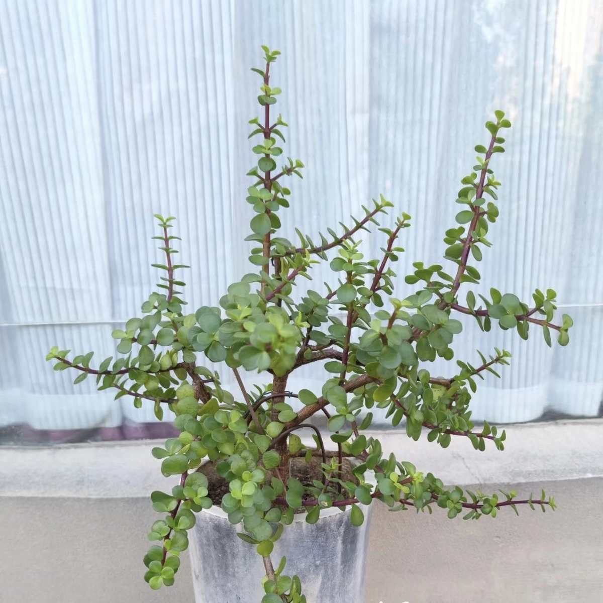Elephant Bush Dwarf Jade Succulent Cuttings – 12 Unrooted Stem Clippings, 10 Inches, Portulacaria afra Propagation Material