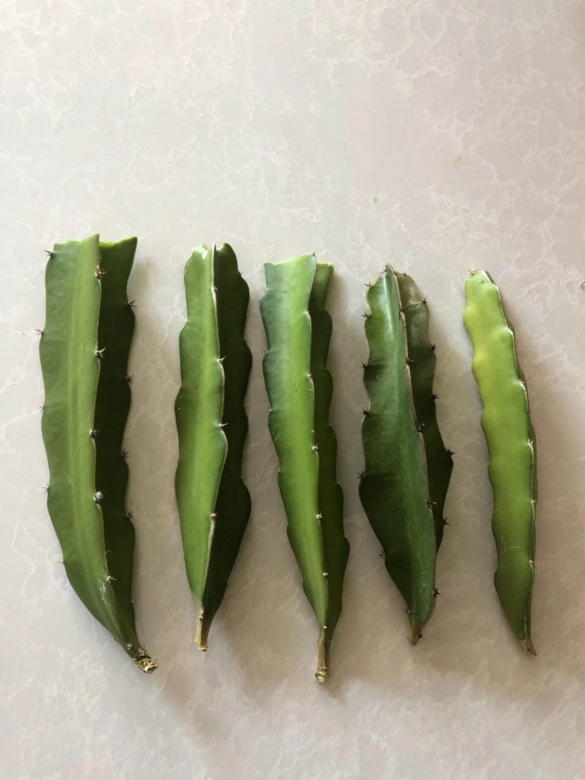 Red Dragon Fruit Cuttings – 5 Pink Skin Hylocereus Unrooted Cactus for Planting, Climbing Vine, Tropical Fruit Plant Propagation