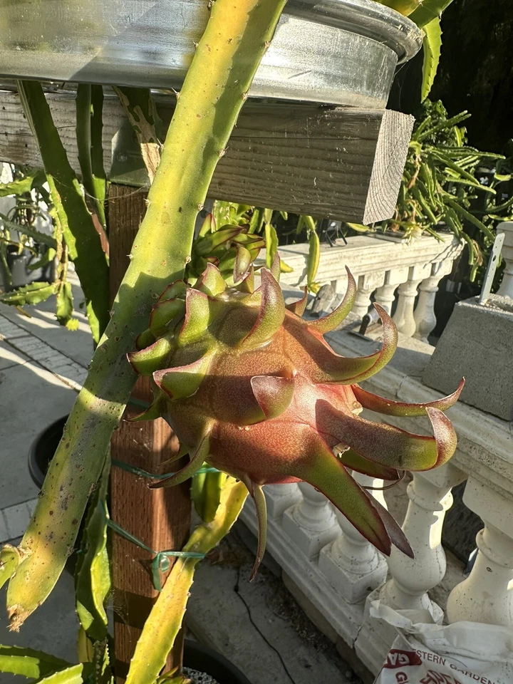 Coco Iris Dragon Fruit Cutting – 10–15 Inch Unrooted Hylocereus Selenicereus Tropical Cactus Stem
