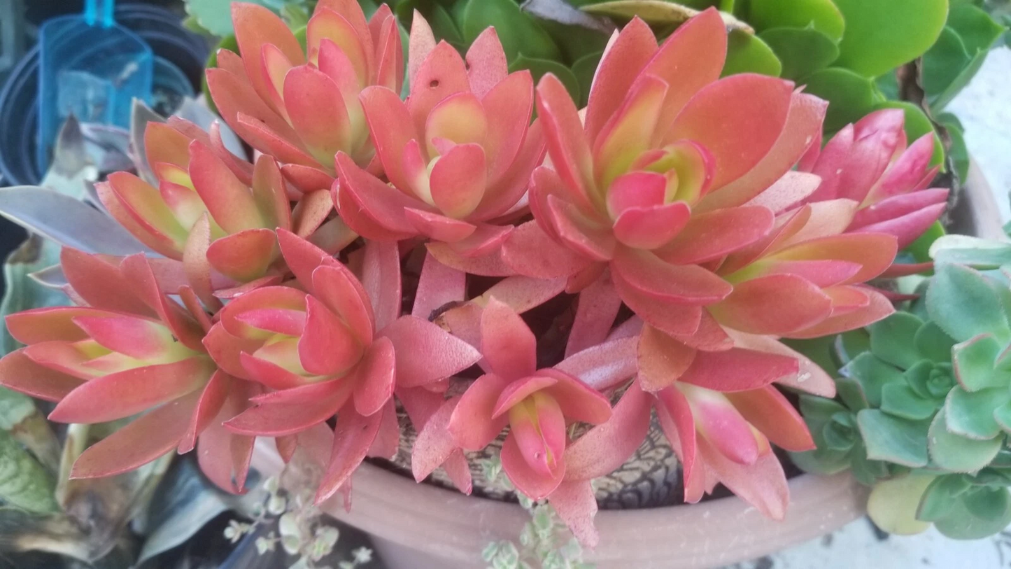 Campfire Succulent Cuttings – Crassula capitella ‘Campfire’ Live Propagation Plantings, Unrooted Succulent Clippings