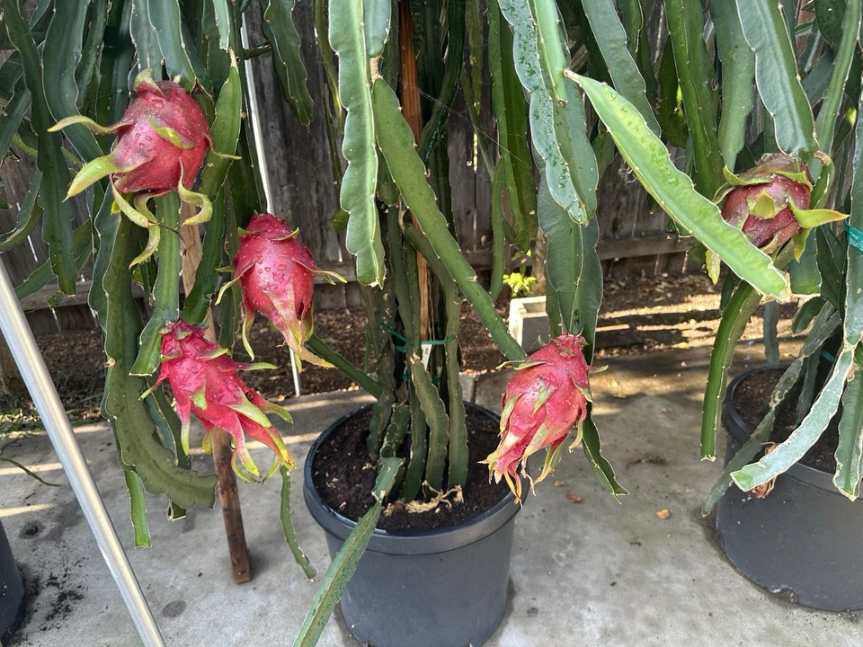 Dark Star Dragon Fruit Cutting – 18-22 Inch Mature Hylocereus Hybrid Climbing Cactus for Home Growing