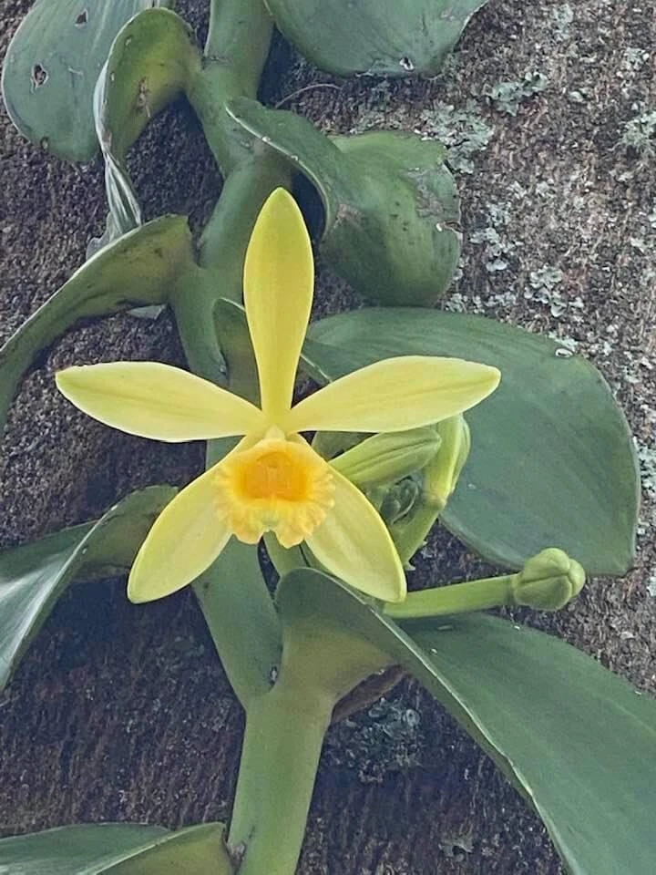 Variegated Vanilla Planifolia Orchid Cutting – 12 Inch Live Unrooted Climbing Vine for Propagation