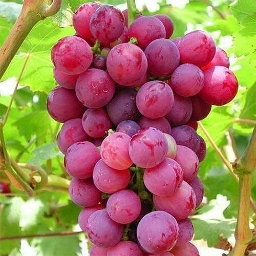 Pink Grape Vine Cuttings – 5 Cold-Hardy Vitis Propagation Cuttings for Cool Climate Gardens