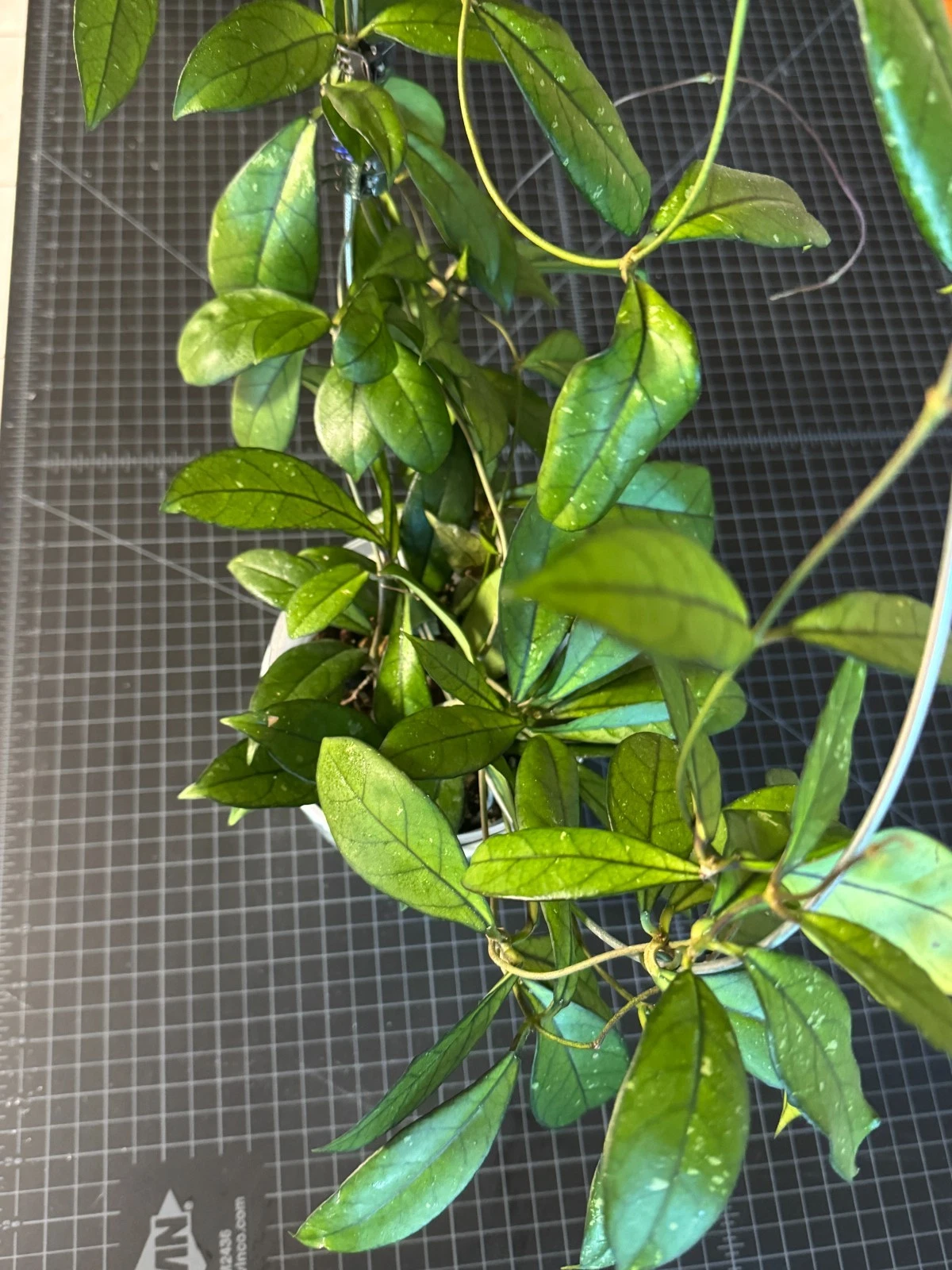 Hoya Crassipetiolata One Node Cutting – Live Unrooted Houseplant Propagation, Trailing Vining Houseplant, Indoor Plant, Scientific Name: Hoya crassipetiolata
