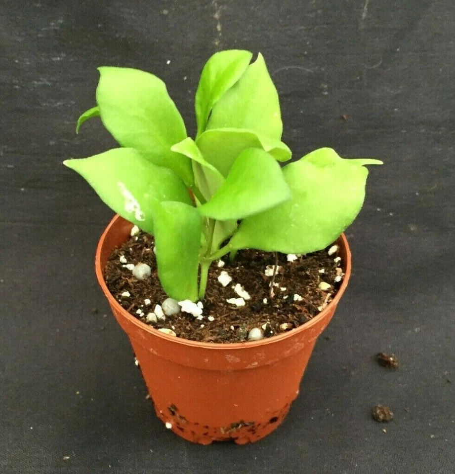 Miniature Hoya Plant | 2-Inch Pots | Hoya heuschkeliana Trailing Houseplant | Green Foliage Indoor Plant