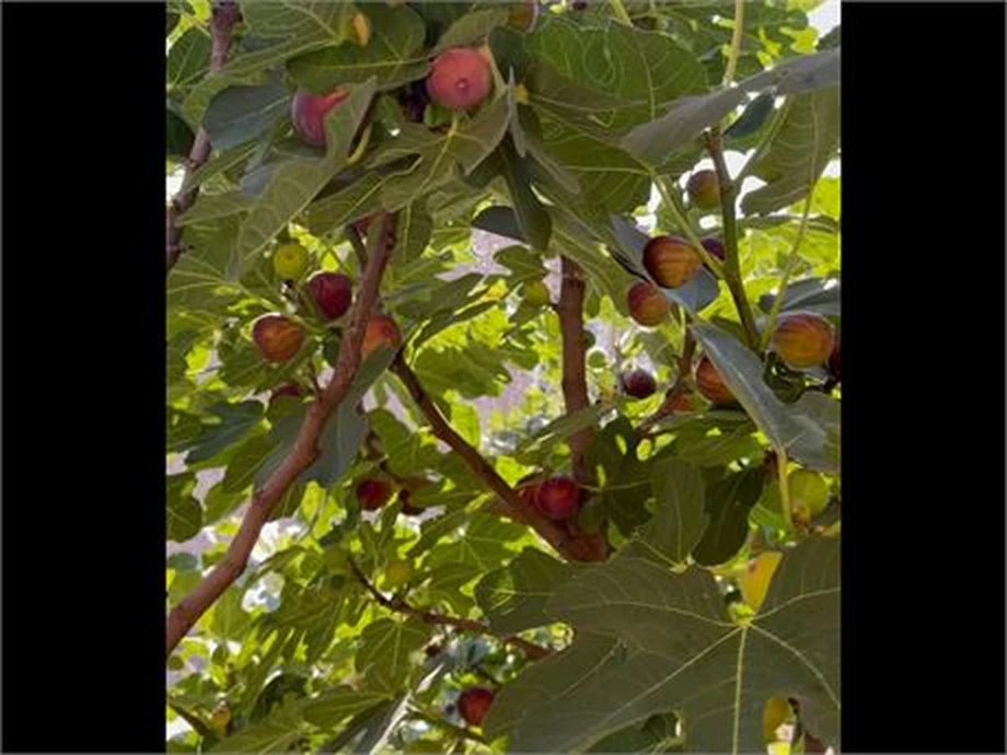 Bulk Lot of 20 Hardy Chicago Fig Cuttings Ficus carica ‘Hardy Chicago’ Unrooted Propagation