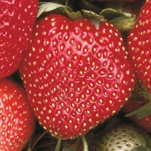 Sparkle Junebearing Strawberry Plants - Lot of 25 Bare Root Fairfax x Aberdeen Heirloom Variety for Freezing and Jam