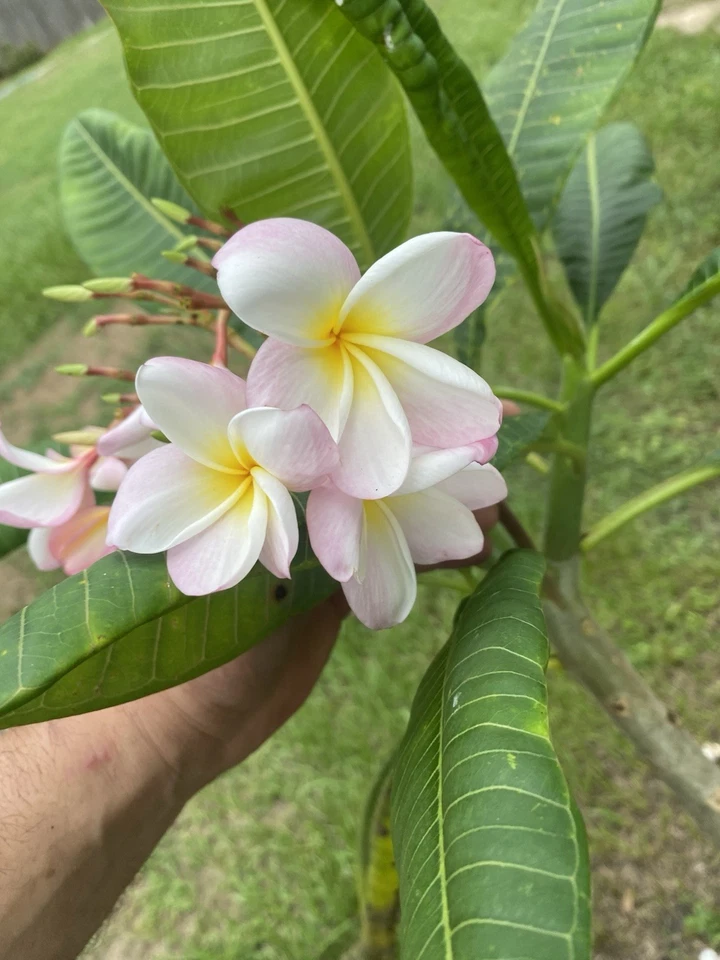 Orange Rainbow Plumeria Cuttings – 6-12 Inch Live Frangipani Propagation Plant, Multicolor Blooms, Tropical Garden, Container Growing