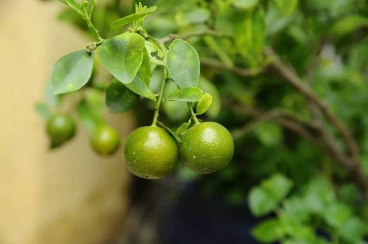 Green Kumquat Cuttings – 3 Live Fortunella Citrus Propagation Material for Rooting or Grafting
