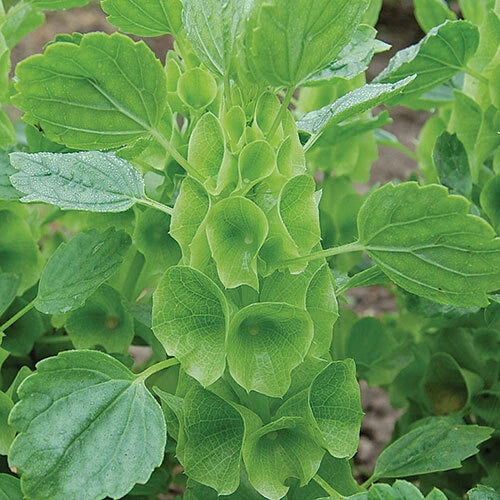 Bells of Ireland Seeds - Non-GMO Heirloom Fresh Vegetable Seeds - Molucella laevis