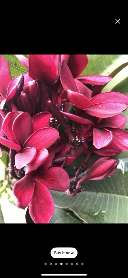 12 Live Plumeria Rubra Cuttings – Scott Pratt Variety, 12 Inches, Two-Tip Tropical Flowering Plant for Propagation
