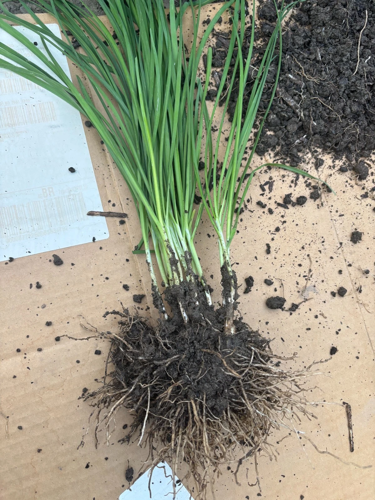 Garlic Chives Plants – 100 Bare Root Stalks, Allium tuberosum, Perennial Herb for Garden & Containers