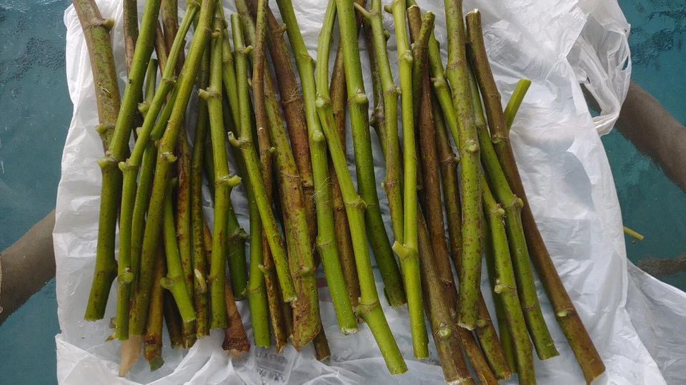 Hardy Chicago Fig Cuttings 12 Pack Unrooted Ficus Carica Cold Hardy Fruit Tree for Propagation