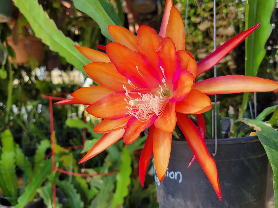 Epiphyllum Flaming Passion Cutting – Unrooted Orchid Cactus Trailing Hybrid, 8-10 Inches