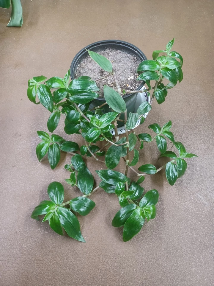 Tradescantia Zebrina Flocculosa Cuttings - Unrooted Purple Green Trailing Houseplant for Propagation