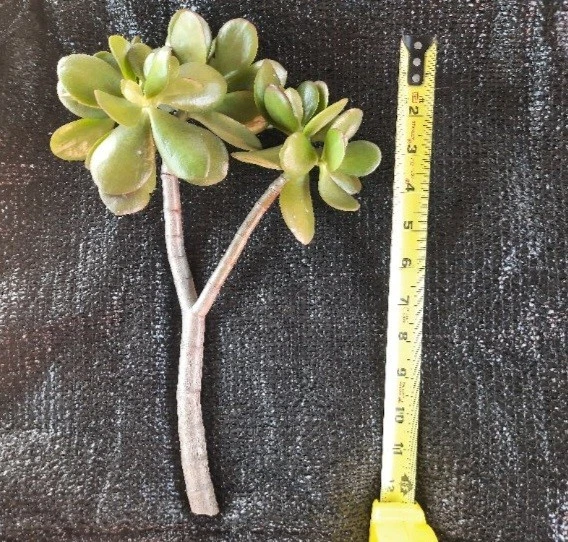 Crassula Ovata Jade Succulent Live Cutting – 12 Inch Healthy Propagation Plant Starter