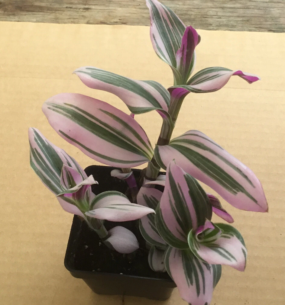 Pink Tradescantia Nanouk Live Plant – 2-inch Potted Indoor Houseplant with Variegated Pink, Green & Purple Foliage