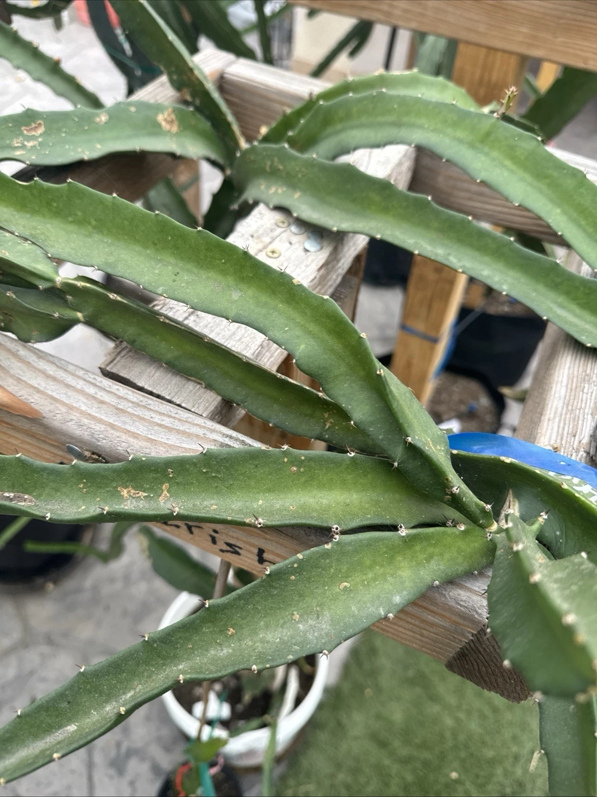 Coco Irish Dragon Fruit Cuttings – 8-12 Inch Unrooted Pitaya for Planting, Climbing Cactus, Selenicereus / Hylocereus spp.