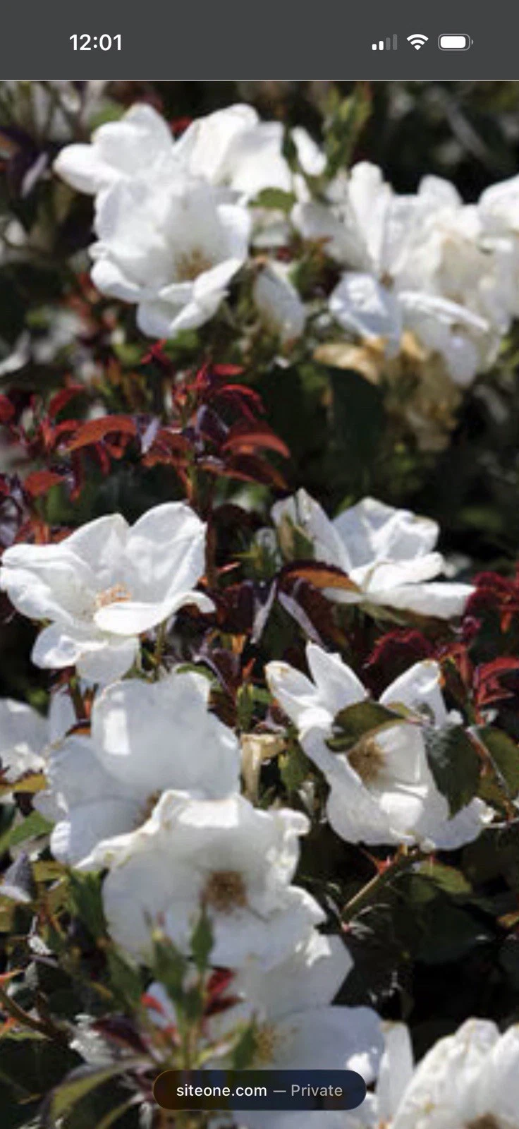 White Knock Out Rose Cuttings – 3 Unrooted 6–8 Inch Bushy White Flowering Shrubs Rosa ‘White Knock Out’