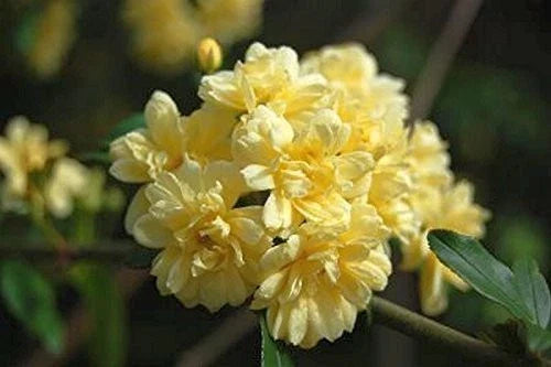 Lady Banks Rose Bush Plant - Starter Size, Yellow Flowers, Rosa banksiae Climbing Heirloom Garden Trellis Plant