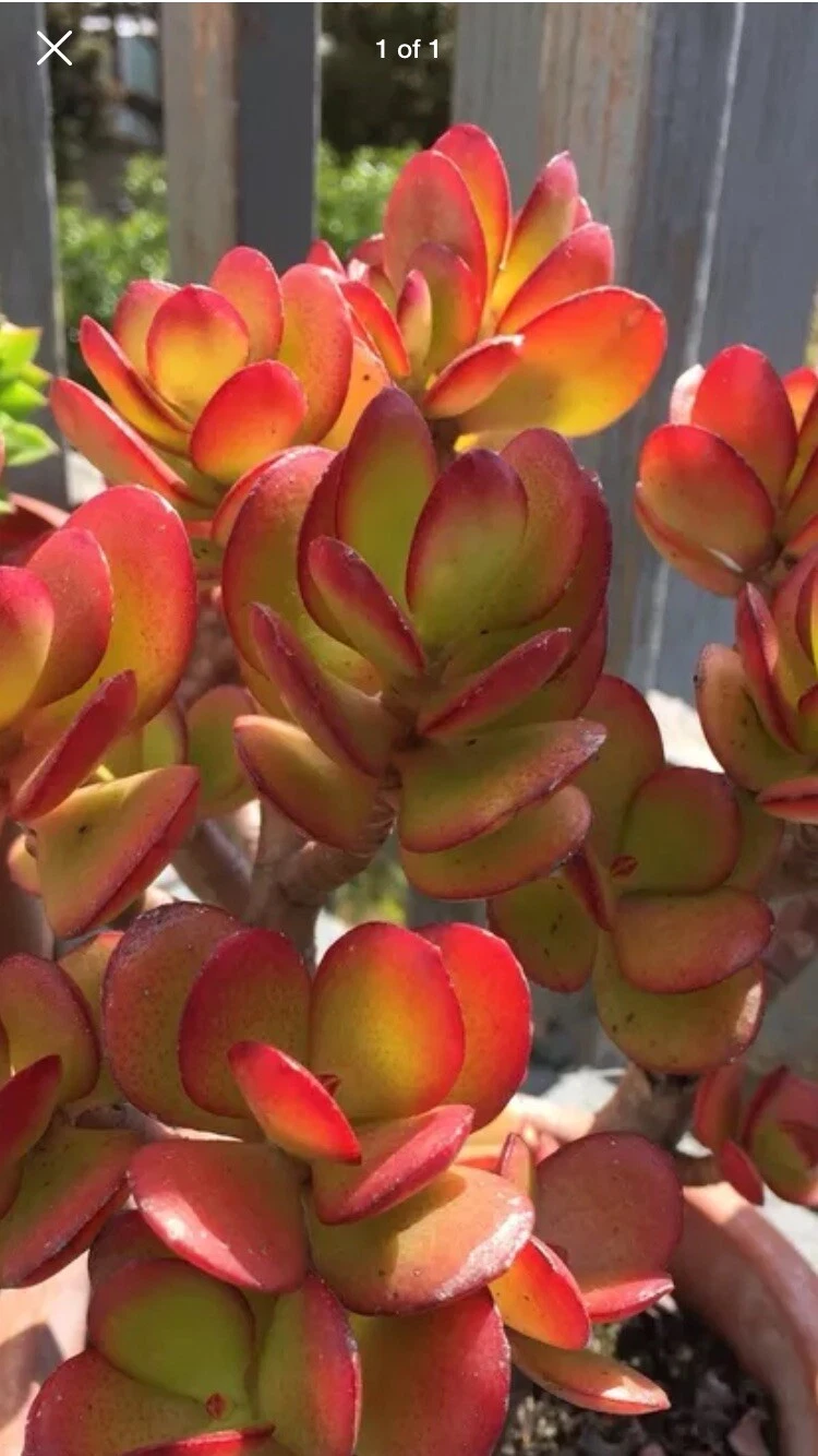 Red Akai Jade Succulent Cutting, Crassula ovata, Unrooted Propagation Plant, Red and Green Foliage, Jade Plant
