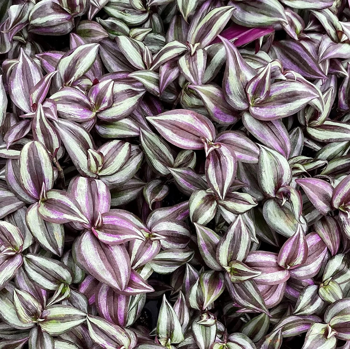 Tradescantia Zebrina Purple Plant Cuttings Set of 5 | Trailing Houseplant | Silver and Purple Foliage | Live Propagation Starters